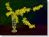 Forsythia